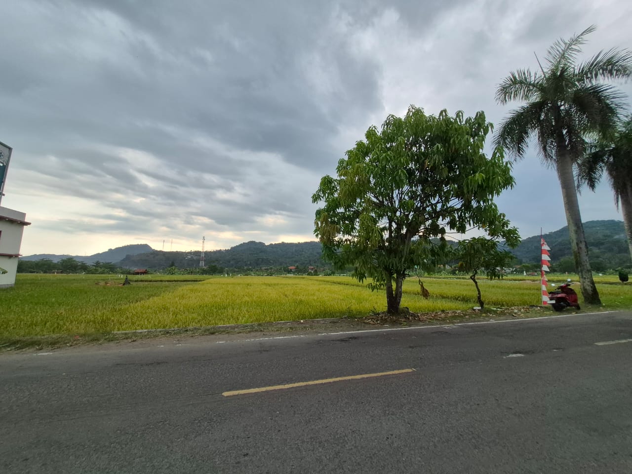 Rice Fields